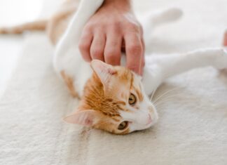 Corre la pet economy: spesa a 6,7 miliardi (+76% in 10 anni). 3.440 artigiani nei servizi per animali Pet economy