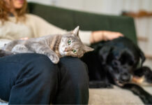 Effetto “pet parent” a Milano: per quasi un cittadino su due cani e gatti sono come figli Rover