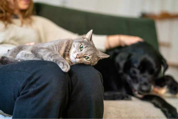 Rover PetParenthood Rover