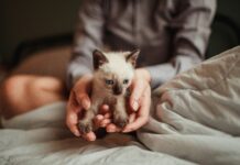 I consigli di Royal Canin per accogliere al meglio un nuovo gattino