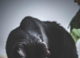 Innovet