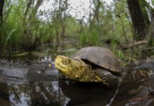 Giornata delle Tartarughe, tra conservazione e ripopolamenti nelle aree umide europee Tartarughe