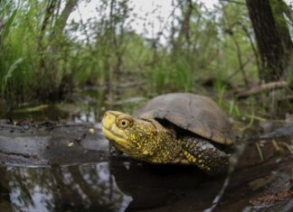 Giornata delle Tartarughe, tra conservazione e ripopolamenti nelle aree umide europee Tartarughe