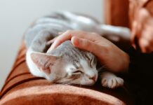 Il potere delle fusa del gatto: per 8 italiani su 10 sono un antidoto a stress e ansia