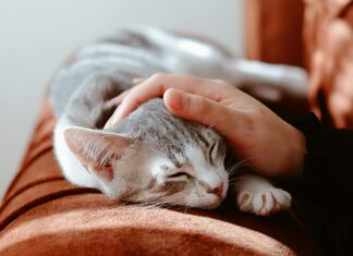 Il potere delle fusa del gatto: per 8 italiani su 10 sono un antidoto a stress e ansia