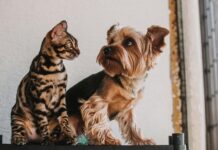 Zoonosi, vaccini e nutrizione: i falsi miti sulla salute animale