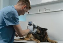 Un’indagine globale tra i veterinari sull’impatto nascosto delle cure veterinarie