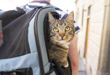 Aisa-Federchimica richiama alla pianificazione per viaggiare con i pet in sicurezza