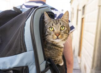 Aisa-Federchimica richiama alla pianificazione per viaggiare con i pet in sicurezza