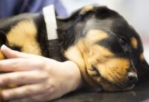 AniCura: l’anestesia veterinaria è sempre più sicura, ma la paura frena ancora le cure AniCura