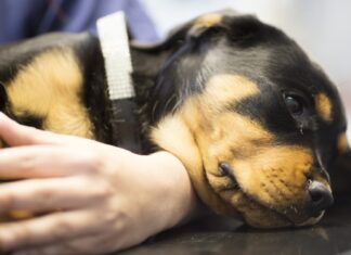 AniCura: l’anestesia veterinaria è sempre più sicura, ma la paura frena ancora le cure AniCura
