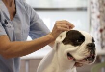 Agopuntura veterinaria: cresce il ruolo nella cura di cani e gatti agopuntura veterinaria