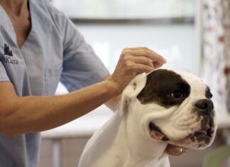 agopuntura veterinaria