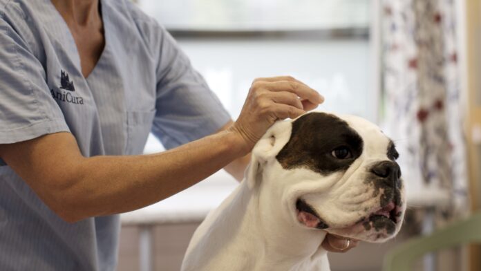 agopuntura veterinaria