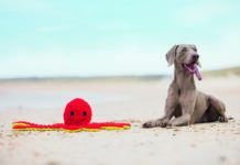 Beeztees porta l’estate nei petshop con la Summer Collection 2026 Beeztees