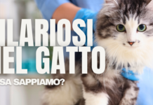 Filariosi felina: al Congresso SoIPa 2026 presentati i nuovi dati
