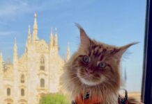 Gatti in viaggio: se la vacanza è a prova di Maine Coon Giuliano, maestoso Maine Coon dal pelo fulvo
