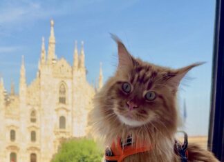 Gatti in viaggio: se la vacanza è a prova di Maine Coon Giuliano, maestoso Maine Coon dal pelo fulvo