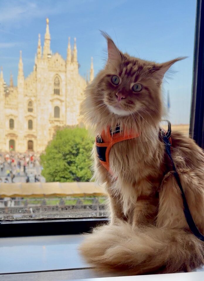 Giuliano, maestoso Maine Coon dal pelo fulvo