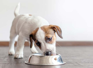 Prolife Diet Puppy Intestinal: il supporto nutrizionale su misura per il benessere intestinale del cucciolo