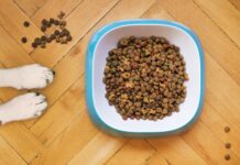 Controlli NAS sul pet food: il plauso di Assalco al sistema di vigilanza Assalco