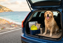 Vacanze senza barriere: il pet-friendly muove il business ENPA