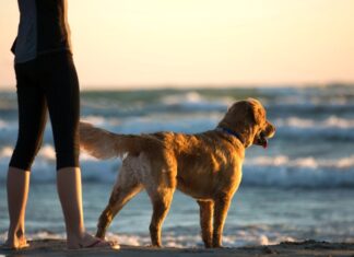 Vacanze a 4 zampe: il 78,8% degli italiani parte con i pet, ma il budget resta “invisibile” Osservatorio Quattrozampeinfiera Estate 2026