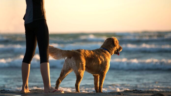 Osservatorio Quattrozampeinfiera Estate 2026 Cane-valigia_bassa spiagge-dog-friendly-2 Osservatorio Quattrozampeinfiera Estate 2026