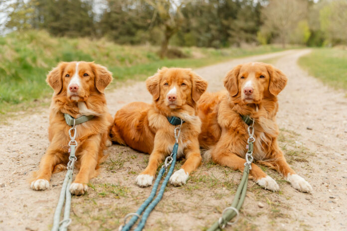 PHO_IMAGE_DOG_Duck-Toller-Ella-Ida-Roja-Leine-5