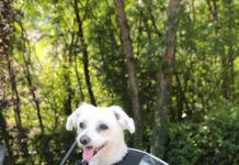 Bagster lancia Puppy, la borsa da serbatoio per viaggiare in moto con il cane Bagster