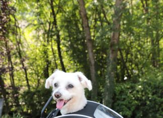 Bagster lancia Puppy, la borsa da serbatoio per viaggiare in moto con il cane Bagster