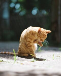 Royal Canin