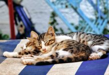 Idratazione felina: le linee guida Royal Canin per l’estate Royal Canin