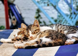 Idratazione felina: le linee guida Royal Canin per l’estate Royal Canin