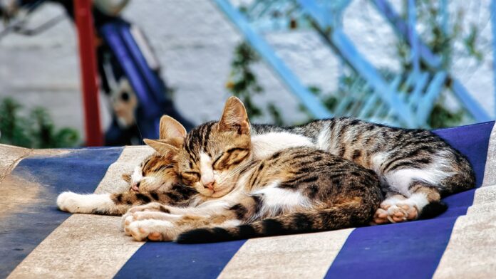 Royal Canin_kittens Royal Canin