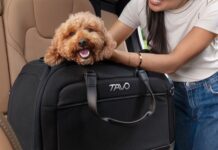 Tavo Pets: una guida per viaggiare sereni con il cane partendo dai suoi 5 sensi Tavo Pets