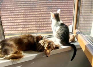 Ceva accelera la propria ambizione nel franchising Animali Domestici