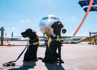 Assalco: grazie a Enac l’Italia è all’avanguardia in Europa per il benessere dei pet in viaggio