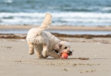 Giornata mondiale del cane: in Italia sono più di nove milioni!