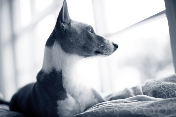Dog looking out the window Eclissi