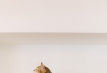 Il Crazy Cat Café ospita Bata: i felini come giudici del pet comfort Crazy Cat Cafè