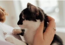 Sanicat