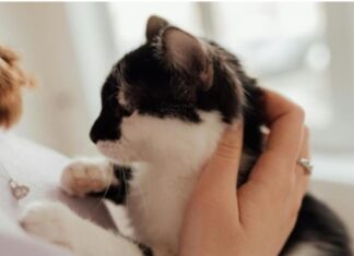Sanicat: per 7 italiani su 10 il gatto è un membro della famiglia Sanicat