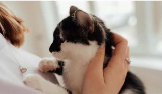 Sanicat Sanicat
