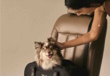 Tavo Pets rivoluziona la sicurezza dei pet in auto al Salone Torino Tavo