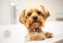 Salute e benessere dei pet iniziano dalla loro igiene quotidiana