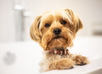 Salute e benessere dei pet iniziano dalla loro igiene quotidiana