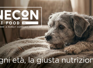 Le proposte di Necon per i cani non più giovani
