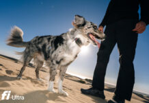 Fi lancia Fi Ultra: il primo tracker per cani con connessione satellitare Starlink Fi