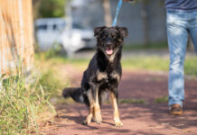 MSD ed Empethy: trattamenti antiparassitari per 6.000 cani nei canili MSD Animal Health
